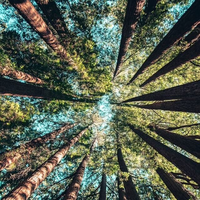 Looking up tall trees toward the sky (Photo Credit: Casey Horner)