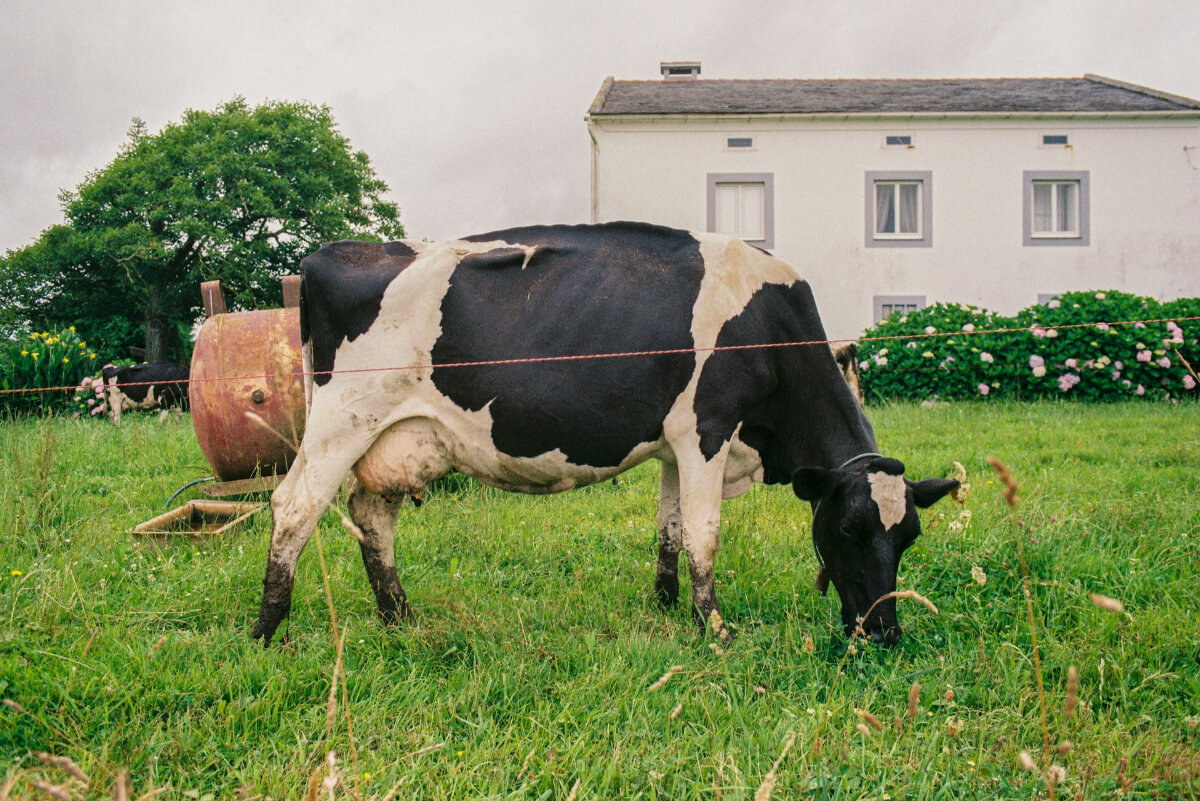 Black-and-white dairy cow grazing in a grassy field with a farmhouse and tree in the background. (Photo Credit: WALK_)